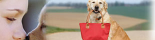 tripadvisor.com restaurants with dogs allowed in havasu; dog friendly restaurants in havasu